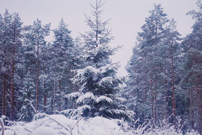 Trees on snow covered landscape against clear sky