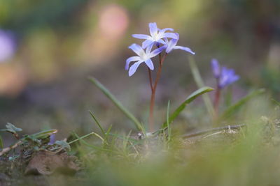 Close-up of purple crocus flowers on field