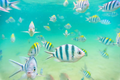 Close-up of fish in aquarium