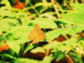 Close-up of plant