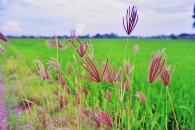 Close-up of pink crocus flowers on field