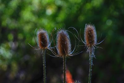 Close-up of plant on field