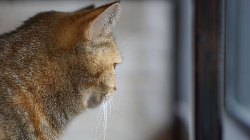 Close-up of cat looking away
