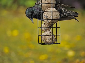 Close-up of a bird feeder