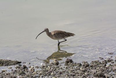 Side view of a bird on beach