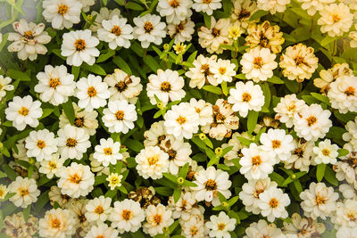 Full frame shot of white flowering plants