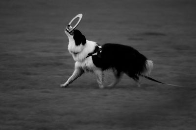 Dog running in a field