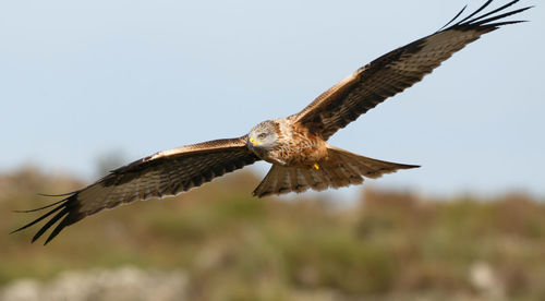 Low angle view of eagle flying in sky