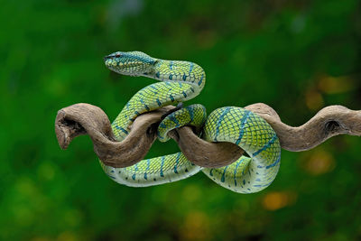 Close-up of snake