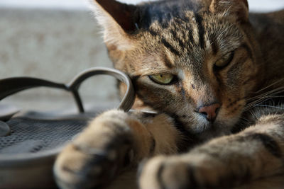 Close-up portrait of a cat