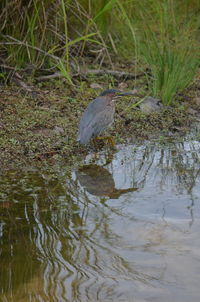 High angle view of bird in lake