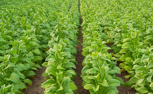 Plants growing on field