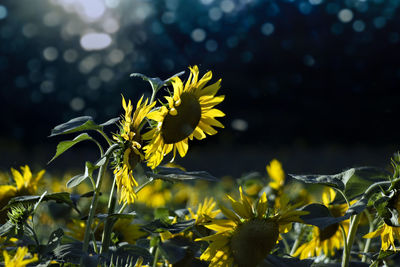 Close-up of yellow flowering plant on field