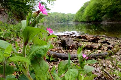 Close-up of pink flowering plants by lake