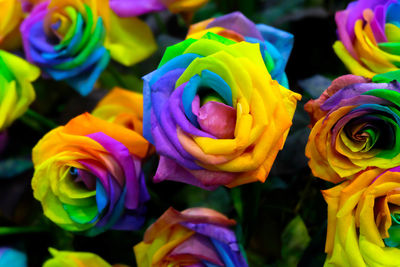 Close-up of multi colored flowers