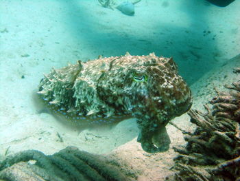 Close-up of fish swimming in sea