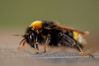 Southern cuckoo bumblebee with mites