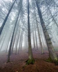 Trees in forest