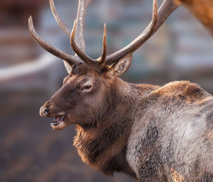 Close-up of deer