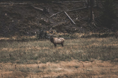 View of deer on field