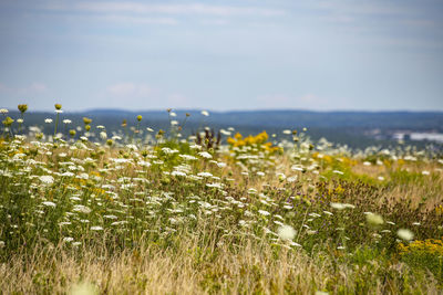 Meadow with waterfront in horizon