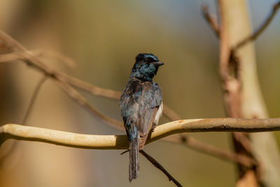 Close-up of bird perching on branch