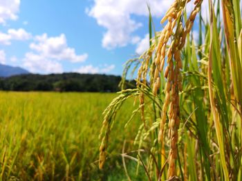 Wheat growing on field against sky