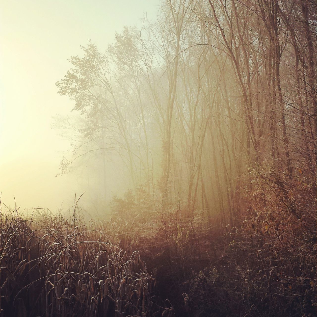 tranquility, fog, tree, tranquil scene, beauty in nature, nature, foggy, growth, scenics, landscape, plant, field, weather, sky, grass, non-urban scene, outdoors, day, idyllic