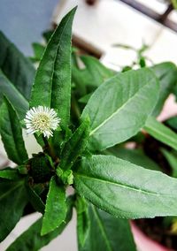 Close-up of plant