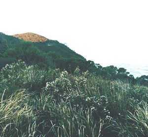 Plants growing on mountain against clear sky