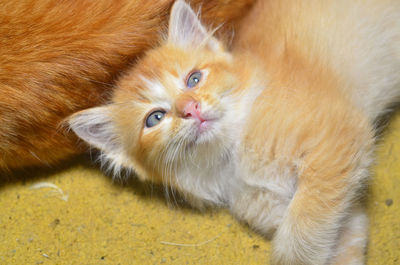 Close-up portrait of a cat