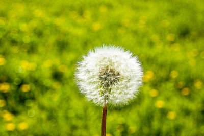 Close-up of dandelion flower against blurred background