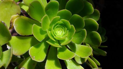 Close-up of cactus plant