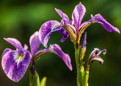 Close-up of purple flowers