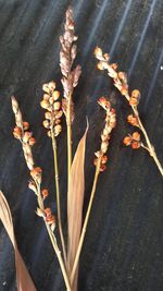 Close-up of flowers on plant