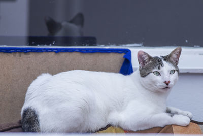 Close-up of a cat resting