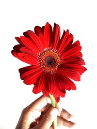 Close-up of hand holding red flower against white background