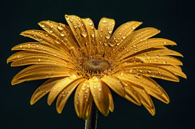 Close-up of wet flower