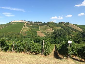 Scenic view of vineyard against sky