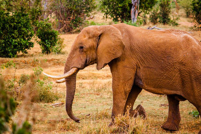 Side view of elephant on field at tsavo east national park