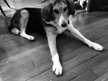 Dog resting on hardwood floor at home