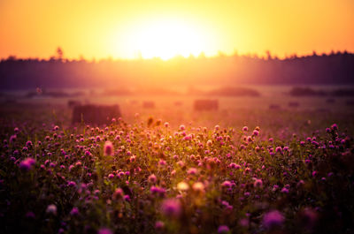 Sun rising over the summer meadow. grass growing in rural landscape during sunrise. 