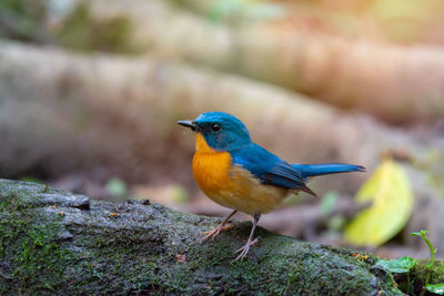 Close-up of bird perching on rock