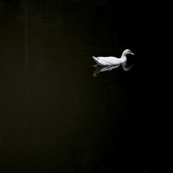 White swan flying over water