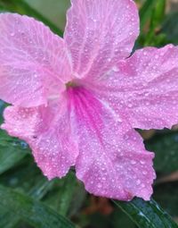 Close-up of water drops on pink flower