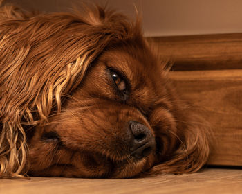 Close-up portrait of a dog resting