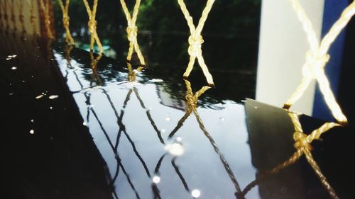 Close-up of spider web on tree