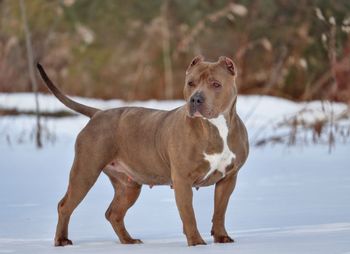Dog looking away on snow