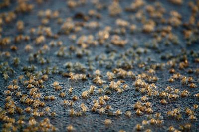 Full frame shot of sand