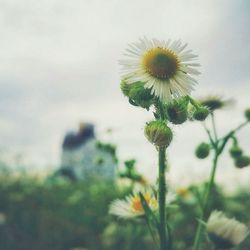 Close-up of thistle blooming on field against sky